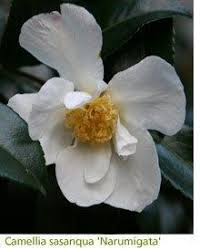 Camellia Sasanqua Narumigata Autumn Blooming Camellia Garden Equipment From Autumn Blooming Camell In 2020 Winter Garden Winter Flowering Shrubs Fall Flowers