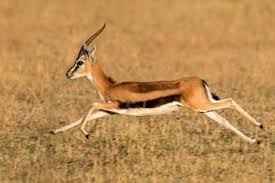 Thomson S Gazelle Eudorcas Thomsonii Running Tanzania Photographic Print Art Com Thomson Gazelle Gazelle Animal Art Projects
