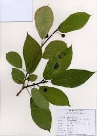 Image result for Ficus pseudomangifera