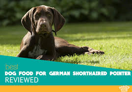 7 Best Dog Food For German Shorthaired Pointer Reviews And
