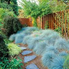 Blue Fescue Festuca Cinerea Spring And Winter Great Along A Slope Xeriscape Plants Outdoor Gardens