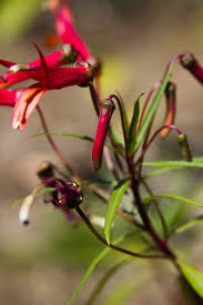 Image result for Scleria laxiflora