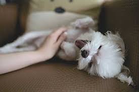 Tiorfan® adulte 100 mg, enfant 30 mg. Gastro Enterite Chez Le Chien Symptomes Et Traitements