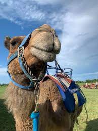 Many of the animal i very liked to see were not in exhibit we had an amazing trip to the tulsa zoo! Joe S Camels Posts Facebook