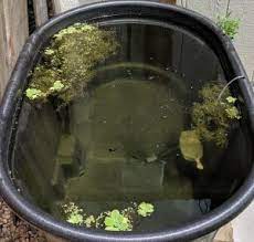 As for the desired pond size you can take 5 gallons of water per guppy and you will be more than fine. Outdoor Guppy Tub Setup Odin Aquatics