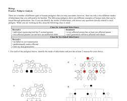 Having a genetics pedigree worksheet answers key questions that can be posed by prospective employers. E Bio Worksheet Pedigree Analysis In Genetics Nidecmege