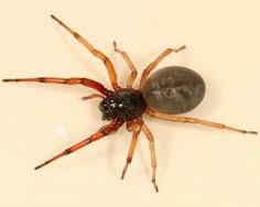 How venemous is a black spider with white dots quora. 24 Arachnids Of Michigan Ideas Arachnids Spider Species