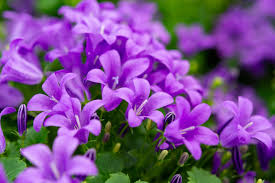 Check spelling or type a new query. American Bellflower Reveals How Plants Adapt To Climate Change Earth Com