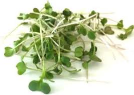 Turns Out Microgreens Are Not Just A Plain Good For You Food Scientific Research Now Proves That Microgreens Are A Re Microgreens Nutrition Broccoli Nutrition