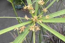 Image result for Cyperus deciduus