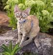 Devon Rex Cat Breeders in Virginia - Cat Kingpin