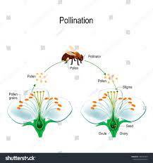 The Process Of Cross Pollination Using An Animal Of Pollinator Bee Anatomy Of A Flower Flower Parts Detail Parts Of A Flower Pollination Plants Worksheets