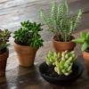 For mens du venter på blomsterne, kan du sankthansurt gør måske ikke så meget væsen af sig, men faktisk er det en fantastisk nyttig plante, som ikke kun er. 1