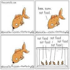 Every Fish Tank Betta Fish Fishing Memes Fish Tank