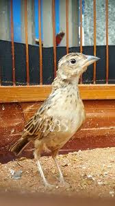 Download suara burung branjangan mp3. Branjangan Lokal Mirafra Bahan Branjangan Kwalitas Facebook