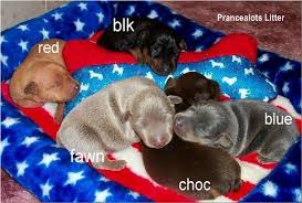 Miniature Pinschers Breeders Association Miniature Pinscher Puppy Doberman Pinscher Puppy White Doberman Pinscher