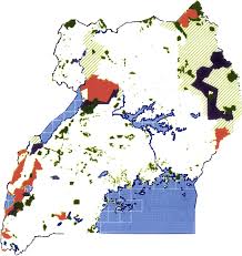 Image result for Stolzia cupuligera