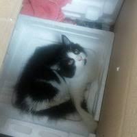 Show more vets in {{userlocation}}. City Pets Veterinary Clinic Seri Kembangan Selangor