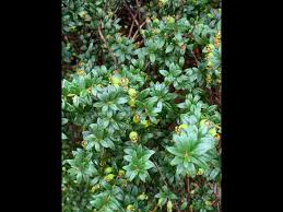 Image result for Globimetula mweroensis