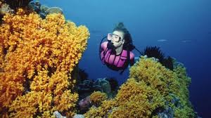 Download and use 10,000+ surfing stock photos for free. Scuba Diving Wallpapers Hd Pour Android Telechargez L Apk
