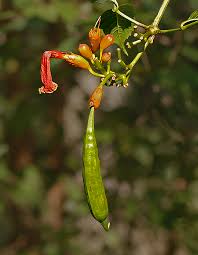 Trumpet vine thrives in usda plant hardiness zones 5 through 9. Trumpet Creeper Seed Pod Photo Lejun Photos At Pbase Com
