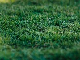Our warehouse carries the most advanced synthetic grass available, engineered to look and feel like real grass. Bermudagrass Southern Turf Hawaii
