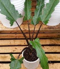 The alocasia lauterbachiana is also known as the purple sword because of the purple colors of its flowers and different parts of the plant. Kim S Nature Elephant Ear Purple Sword Alocasia Facebook