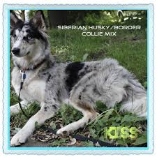 Maybe you would like to learn more about one of these? Pin By Dana Escobar On Fun Dog Stuff Husky Border Collie Husky Mix Border Collie