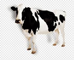 Good temperament is important in a dairy cow. Simmental Cattle Png Images Pngwing