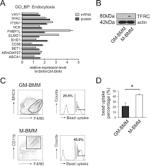 16 = 2.2.2.2 =====> 2 pangkat 4 24 = 2.2.2.3 =====> 2 pangkat 3, 3 pangkat 1 untuk mencari kpk ambil semua faktor apabila ada yang sama maka ambil pangkat yang terbesar 2 pangkat 4, 3 pangkat 1 16 x 3 = 48 jadi kpk dari 16 dan 24 adalah 48 Proteomic Analysis Reveals Distinct Metabolic Differences Between Granulocyte Macrophage Colony Stimulating Factor Gm Csf And Macrophage Colony Stimulating Factor M Csf Grown Macrophages Derived From Murine Bone Marrow Cells Molecular Cellular