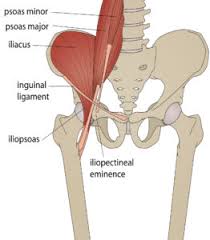 Hip flexor connects the top femur to the lower back as well as the hips and the groin Hip And Groin Injuries Unraveling The Mystery
