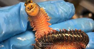 Documentingreality has a decent google pagerank and bad results in terms of yandex topical citation index. Crazy Looking Fish From The Deep Sea Cbs News