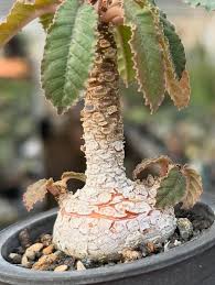 Image result for Euphorbia fanshawei
