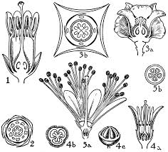 Image result for Sapotaceae