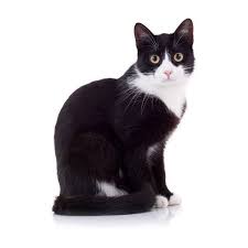 Black And White Cat Pictures To Color Cat Coat Colors And Patterns Liked On Polyvore Featuring Outerwear Coats Print Coat Patterned Coat Purple Coat An Black And White Kittens Cats White Cats