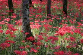 We did not find results for: The Red Spider Lilies Of Kinchakuda Contemporarynomad Com