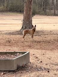 in Pandora pass if this is your dog please come get it it's not getting  close to us and is running from porch to porch in rain