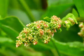 Image result for Rumex lanceolatus