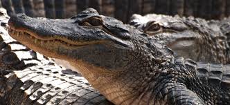 Alligator, either of two crocodilians related to the tropical american caimans. The Snake And Alligator Border Moat A Budget Analysis Defense One