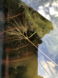 Image result for Eleocharis confervoides