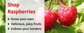 To keep your plants from getting unruly during the growing season, cut back any. How To Grow Your Own Raspberries Jackson S Online Garden Centre