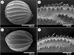 Image result for Crepidorhopalon whytei