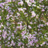 Coleonema Pulchellum Garden Ideas South Africa Water Wise Plants African Plants