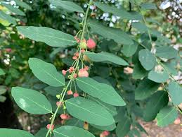 Image result for Phyllanthus reticulatus