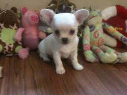 Use the search tool below and browse adoptable chihuahuas! Teacup Chihuahua Forsale Connecticut
