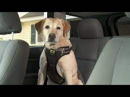Safety harnesses designed for use in an automobile restrain the animal in a car seat using the car's seat belt. Kurgo Impact Dog Car Harness Youtube
