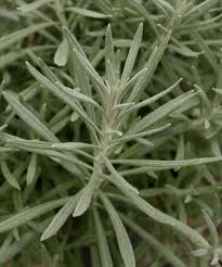 Image result for Helichrysum asperum