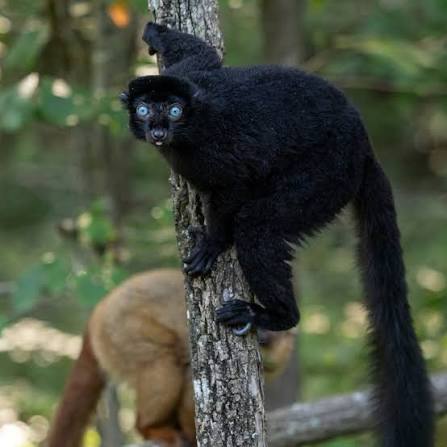 Duke - There's nothing quite as striking as a pair of blue-eyed black lemurs  in a lush green forest 💙 Five-year-old Brady and four-year-old Malala are  a mating pair of critically endangered