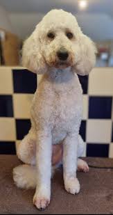 Val Mason Dog Grooming