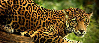 Vigile a los niños en todo momento. El Jaguar Mexicano Del Enaltecimiento Al Confinamiento Y Caza Animal Heroes